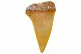 Fossil Mako Shark Tooth - Dakhla, Morocco #365228-1